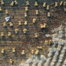 영주볏짚 이미지