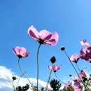 天下莫無料(천하막무료) 이미지