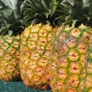 파인애플 이미지