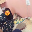 캣독카페 이미지