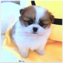 펫365 강아지분양 고양이분양 전주본점 | 펫365에서 고양이분양 예약하면 친절한 상담까지 받을 수 있어!