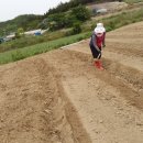 땅끝농장 Daum카페