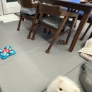[공지] 강아지슬개골탈구매트 추천 디팡 거실 펫테리어 완성 3개월 후기🌸🐶