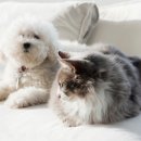 에스동물병원 이미지