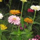 정이목장 이미지