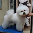 삐삐애견샵 이미지