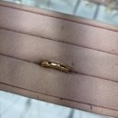 차칸샵 | 종로 귀금속거리 티볼리 14K 반지 구매 후기 (feat.차칸그믄빵)