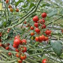 아랑농장 이미지