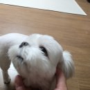 시아동물병원 | 진주동물병원:)강아지랑 병원 다녀온 후기(두번은 안가)