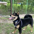 경기켄넬 이미지