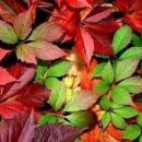 금수강산 이미지