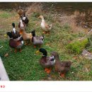 기산수정 이미지