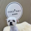 코코 반려견미용실 이미지