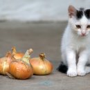 행복한고양이 이미지