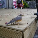 새한세탁소 이미지