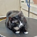 유스타 그루밍 이미지