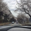 카페드모파상 | 210402 가평 벚꽃 드라이브 코스 (카페 드 모파상&amp; 닭갈비)