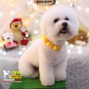 꿈꾸는강아지 이미지