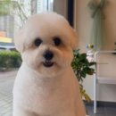 코코애견샵 네이버블로그