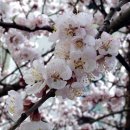 오늘의탄생화-(2월23일) 🌸 살구꽃(Prunus Flowers) 이미지