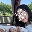 송향버섯 | 세종시 특산물 송향버섯! 향과 식감이 특별한 송향버섯 체험단 모집합니다!