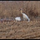 시베리아흰두루미(Siberian White Crane)들... 이미지