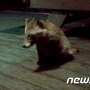 너구리대피소