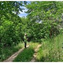 경동대 가는길 이미지