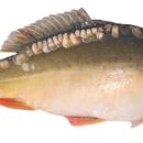 향어나라 이미지