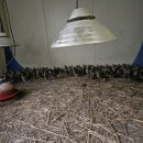 신선한농장 이미지