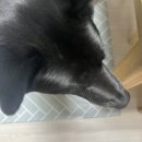 두마리찜닭 두찜 부산명지점 | 까치까치 설날은 어저께고요~ 우리우리 설날은 오늘이래요~ 🧧