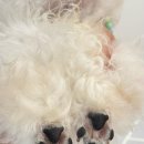 퍼피온리 이미지