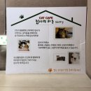 카페집사 - 안산시 단원구 선부광장1로 166 | 홍대 실내 데이트 추천 고양이카페 집사의 하루 홍대점 후기🐾❤️