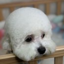 비비안살롱 이미지