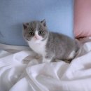 애니멀즈 강아지분양 고양이분양 대전점 이미지