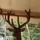 신덕4호 이미지