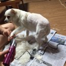 THE바리깡 이미지