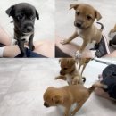 동물자유연대 부속 동물병원 이미지