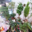 미란꽃방 | 평촌역꽃집 미란꽃방에서 꽃 구경 후기