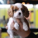 강아지,반하다 이미지