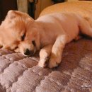 코코네 강아지 미용실 | [대구] 대구애견미용 고산역애견호텔 코코네애견(곰돌이컷)