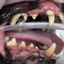 페이지동물병원 이미지