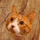 도그앤박스 이미지