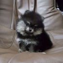 깜찍하개 이미지