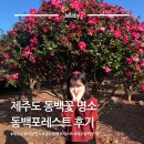 제주;동백 | 제주도 동백꽃 명소 제주 동백포레스트 입장료 포토존 카페 후기