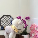 꽃내음나개 이미지