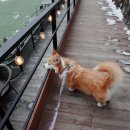 팍스도그트레이닝센터 이미지