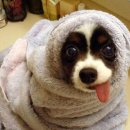 웃는강아지 이미지