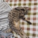 AGE모터스 이미지