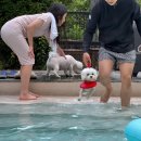 메리도그 이미지